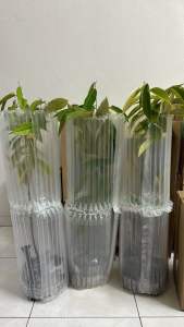 Pokok Durian Musang King (榴莲树苗-猫山王）