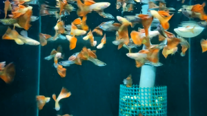 🐟Ajelis Guppy🐟 Wild / Albino Red Lace Guppy 野生/白子 红蕾丝孔雀鱼 - Aquarium Ornamental Fish Tuxedo Guppy Ikan Hiasan 孔雀鱼 大尾巴 三角尾 蕾丝