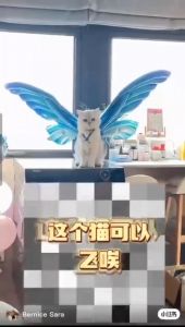 tokomumer BALON SAYAP balon kupu kupu sayap butterfly anak dewasa balon sayap B026