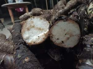 Củ bạc hà núi hàng tuyển 1kg