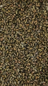 决明子 250g Cassia Seeds 草决明 炒决明 Jue Ming Zi Tea Herbal Tea 茶