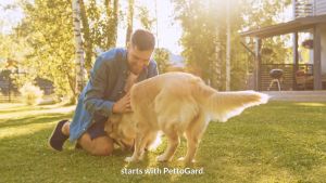 PettoGard Hypoallergenic Foam Shampoo for Dogs & Cats 500ml (for dermatitis seborrhea allergy dry itchy sensitive skin) [MEDIKURIN]