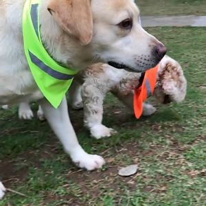 PETLEMI Kolar Kucing Fluorescence Collar 36-52CM 荧光宠物三角巾 魔术贴夜光狗狗围脖