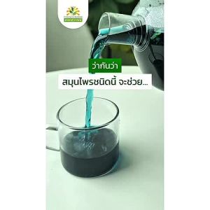 ดอกหอม หมูหน้า เกรดพรีเมี่ยม กลิ่น คุณภาพส่งออก มาตรฐาน GMP อัญชันอบแห้ง อัญชัญ ใบชุ่มชื่น สารสกัดคุณภาพส่งออก