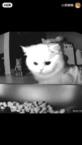 SG【Ready Stock】Remote Video Monitoring Smart Feeder Pet Automatic Cat Supplies  SmartVision Pro 5L Pet Feeder with Dual Bowls