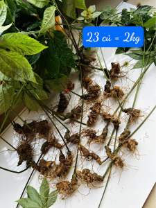 Sâm Lai Châu Hàng loại 1  sâm Việt