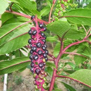 5 BUTIR BIJI BENIH TANAMAN GINSENG MERAH KOREA