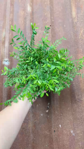 Cây Sơn Liễu - Trang trí sân vườn - Chịu nắng tốt!