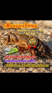 เสียงต่อแมงกระชอน24ชม. แฟลชไดร์ฟเสียงต่อแมงกระชอน แมงจีซอน แมงกิซอน ไม่มีโฆษณาแทรก ชัดแจ๋ว 100%