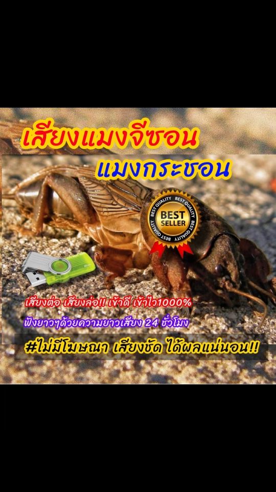 เสียงต่อแมงกระชอน24ชม. แฟลชไดร์ฟเสียงต่อแมงกระชอน แมงจีซอน แมงกิซอน ไม่มีโฆษณาแทรก ชัดแจ๋ว 100%