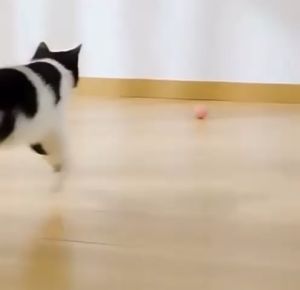 Mainan Bola Listrik Bergulir Interaktif Kucing Anjing / Mainan Anabul Bola Listrik Charger