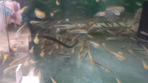 Yellow sentarum
