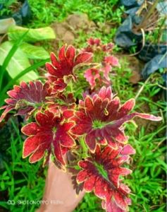 windaba - Tanaman Hias Miana Lidah Api Merah ( beli 5 dapat 6 )