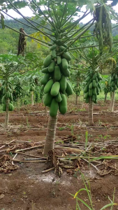 Benih Pepaya Calina IPB-9 | bibit Pepaya California 5Gram