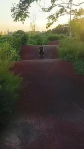 No Pedal Balance Bike for 2-3-6 Years