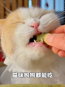 (HỘP 500GRAM) THANH GÀ CỎ MÈO ĐỒ ĂN KHÔ CHO MÈO GIÚP TIÊU BÚI LÔNG BỔ SUNG VITAMIN