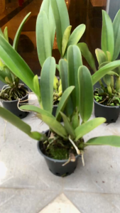 HOA LAN RLC SUBPRASERT RED ĐỎ NHẬT GIỐNG LAN LAI CAO CẤP - HOA LÂU TÀN - DỄ HOA - DỄ CHĂM SÓC - MAI HUY