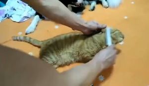 EGG Pet Flea Comb Dog Cat Eye Combs Tear Stain Remover Portable Fur Brush fine tooth comb COD