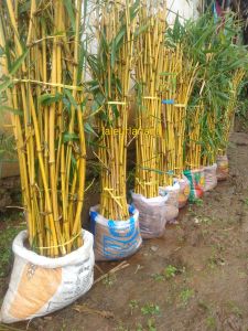 Bibit bambu kuning bambu hias ukuran tinggi 130cm bibit unggul siap tanam
