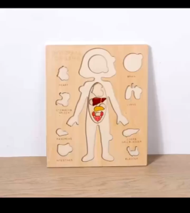 Wooden Internal Organs Multilayer Learning Anatomical Human Body Puzzle Early Education Toy