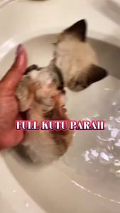 Remover Pembasmi Flea Kutu Kucing dan Anjing | Spray Penghilang Telur Kutu Ampuh | REMOV