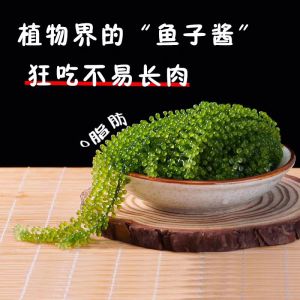 Instant Sea Grape Green Cured Kelp Snack Sushi Cold Dish Hot Pot Ingredients Sea Vegetable Salad Premium Quality Seaweed
