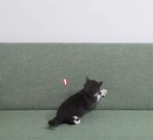 MEOW 2In1 Funny Pet Stick Red Laser Pointer Pen White Led Flashlight Cat Toy Cat Laser Light Toy Teaser Mainan Cat