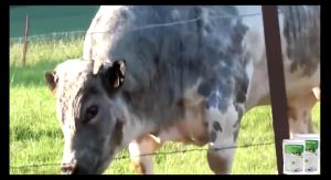 Smart Livestock Farming - Super Growth - Premium Animal Weight Gain Powder