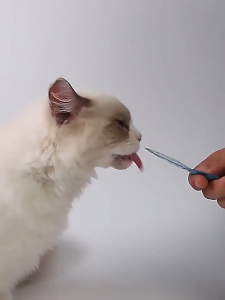 Cat Strip 100 Whole Stocking Cat Snacks Canned Food Nutritional Kitten Wet Food Supplies Small Fish Dried Cat Canned Food