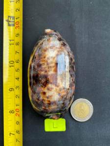 congyun cowrie big black cowrie shell 10-15cm