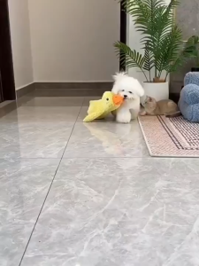 Squeaky Barking Duck Plush Dog Toy Tough Wear Resistant Chew Toy Teeth Cleaning Dental Care Release Pet Energy Interactive Play for Puppy Small Large Breed Dogs Daily Entertainment Training Supplies