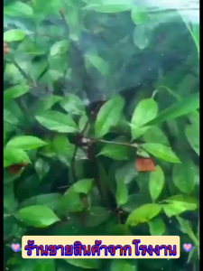 【120/150/200 ไมครอน】UV7%พืชคลุมดิน พลาสติกใส ฟิล์มเรือนกระจก ผ้ายางกันฝน พลาสติกคลุมโรงเรือน หลายขนาด