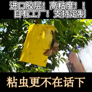 ☄จัดส่งทันที☄50ชิ้น แผ่นสติกเกอร์ดักจับแมลง แผ่นกาวดักแมลง กับดักแมลงกินผัก ดักแมลงศัตรูพืช กาวดักแมลงวันทอง สีเหลือง