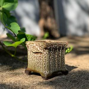 Chậu trồng cây sen đá/xương rồng xuất Hàn hoa và lá