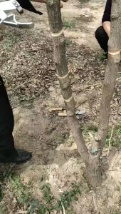 【การจัดส่งท้องถิ่น】แหวนรูปผลไม้Peeler Barkตัดลอกเครื่องมือสแตนเลสสตีลGrafting Tool