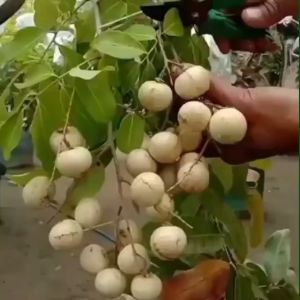 Bibit Buah Kelengkeng Matalada OKULASI Keren Buah Lebat dan Genjah Super