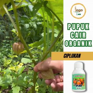 Pupuk Organik Cair Ciplukan 100 Ml Pelebat Dan Penyubur Buah Ciplukan By Jagotani Yogyakarta