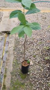 NO COD Anak Pokok Black Persimmons