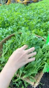 Hạt giống Tần Ô RADO 123 20g(Khoảng 3500 hạt) Nảy mầm tốt Ít sâu bệnh | Hạt giống Rạng Đông