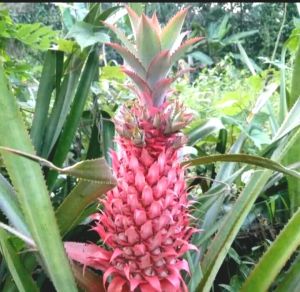 nanas muda segarasli nanas hutanpelancar HAID