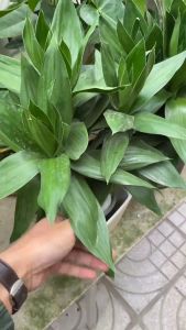 Cây phát lộc thủy sinh dễ sống trồng trong nhà cây cầu tài lộc thanh lọc không khí dễ chăm sóc