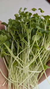 ( 1.000 Butir ) Benih Biji Lobak Daun Lalap | Radish Microgreens