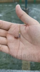 Customized Prawn Hook Mata Kail Udang Modified Size 2 & Size 1 特别定制虾钩