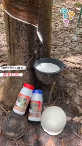 สุดปัง 490 ปุ๋ยทาหน้ายาง ช่วยเพิ่มประสิทธิภาพ พร้อมบำรุงหน้ายาง สูตรใหม่ ต้นยางที่เคยโทรม กลับมาให้ผลผลิตดี น้ำยางไหลดี