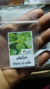 20 เมล็ด ยี่หร่า เมล็ดยี่หร่า เมล็ดเทียนขาว เทียนขาว