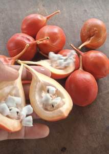 เมล็ดพันธุ์ผักสาบ(ผักอีนูน) 10 เม็ด