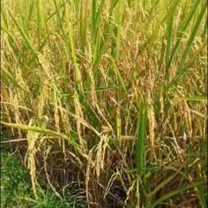 BIBIT BENIH PADI VARIETAS SINTANUR BERAT 10 KG