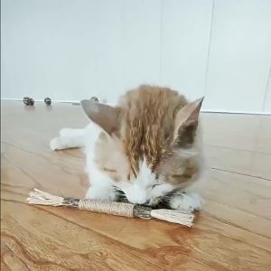 Catnip Stik Snack Anti Stress Untuk Kucing Pembersih Gigi