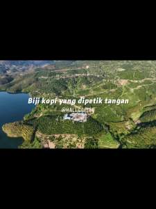 Freshly Date 12/10!YUNNAN premium coffee beans Dark Roast  coffee beans with  rich  coffee beans whole espresso Beans with Popcorn Caramel Cocoa Cream Hali Coffee Beans Pop Blend 227g 咖啡豆