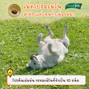 Dog n joy Complete Adult Dog Food อาหารเม็ด อาหารสุนัขโต สุนัขโตพันธุ์เล็ก ด็อก เอ็นจอย คอมพลีท 0.5 กิโลกรัม สุขภาพที่ดี 9 ประการ